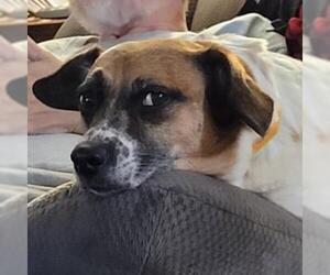 Cardigan Welsh Corgi Dogs for adoption in Wichita, KS, USA
