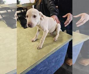 Labrador Retriever-Unknown Mix Dogs for adoption in Rockwall, TX, USA