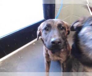 German Shepherd Dog Dogs for adoption in Tulsa, OK, USA