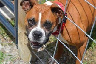 Boxer Dogs for adoption in Knoxville, TN, USA