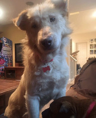 Golden Retriever-Unknown Mix Dogs for adoption in Bedford Hills, NY, USA