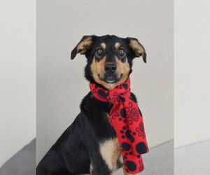 Borador Dogs for adoption in McKinney, TX, USA