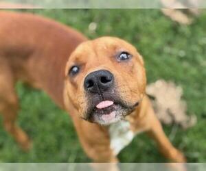 American Pit Bull Terrier-Unknown Mix Dogs for adoption in Tulsa, OK, USA
