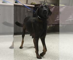 Labrador Retriever-Unknown Mix Dogs for adoption in Conroe, TX, USA