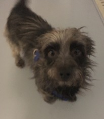 Cairn Terrier-Unknown Mix Dogs for adoption in Carroll, IA, USA