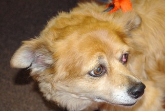 Pomeranian Dogs for adoption in Longview, WA, USA