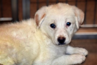 Golden Pyrenees Dogs for adoption in McKinney, TX, USA