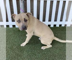 American Pit Bull Terrier Dogs for adoption in Modesto, CA, USA