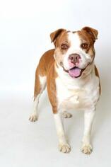 American Bulldog Dogs for adoption in Fruit Heights, UT, USA