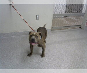 Staffordshire Bull Terrier-Unknown Mix Dogs for adoption in Pasadena, TX, USA