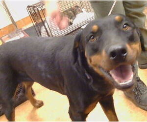 Rottweiler Dogs for adoption in Sacramento, CA, USA