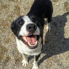 Borador Dogs for adoption in Bemidji, MN, USA