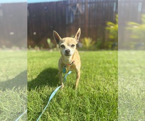 Chihuahua-Unknown Mix Dogs for adoption in Dallas, TX, USA