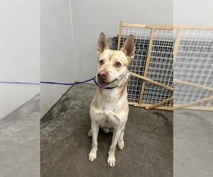 Carolina Dog-Huskies Mix Dogs for adoption in Rosenberg, TX, USA