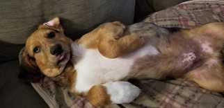 Medium Photo #1 Australian Retriever Puppy For Sale in White River Junction, VT, USA