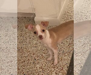 Chihuahua-Unknown Mix Dogs for adoption in Arcadia, FL, USA