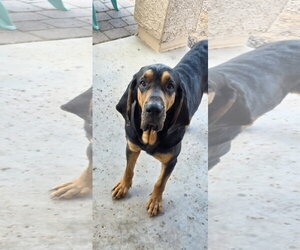 Bloodhound Dogs for adoption in Chandler, AZ, USA