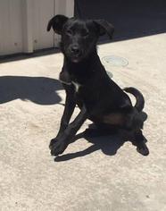 Labrador Retriever Dogs for adoption in GREENLAWN, NY, USA
