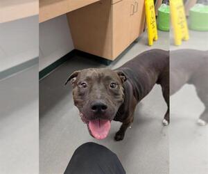 American Pit Bull Terrier Dogs for adoption in Corpus Christi, TX, USA