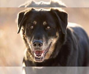 Australian Shepherd-Unknown Mix Dogs for adoption in Fort Collins, CO, USA