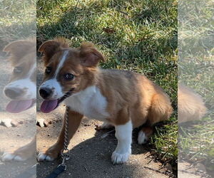 Australian Shepherd-Spaniel Mix Dogs for adoption in Euless, TX, USA