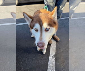 Siberian Husky Dogs for adoption in Cedar Crest, NM, USA