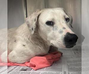 Labrador Retriever-Unknown Mix Dogs for adoption in San Antonio, TX, USA