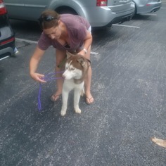 Siberian Husky Dogs for adoption in Windermere, FL, USA