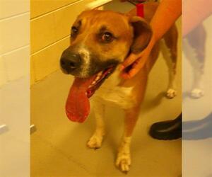 Boxer-Unknown Mix Dogs for adoption in Sanford, FL, USA