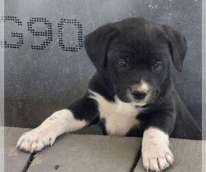 Labrador Retriever-Unknown Mix Dogs for adoption in Alexander, AR, USA