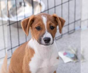 Unknown-Whippet Mix Dogs for adoption in San Diego, CA, USA