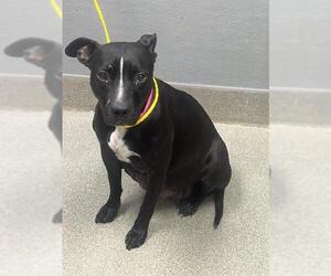 Mutt Dogs for adoption in Las Vegas, NV, USA