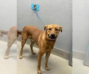 Golden Retriever-Unknown Mix Dogs for adoption in Las Vegas, NV, USA