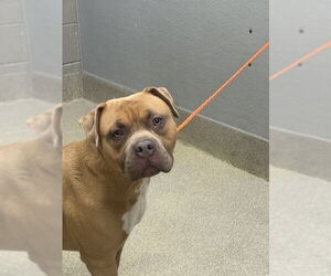 American Bulldog-Unknown Mix Dogs for adoption in Las Vegas, NV, USA