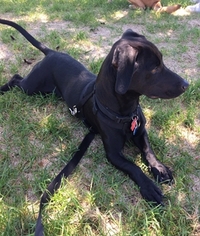 Dachshund-Labrador Retriever Mix Dogs for adoption in Broomfield, CO, USA