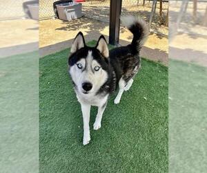 - Mix Dogs for adoption in HESPERIA, CA, USA