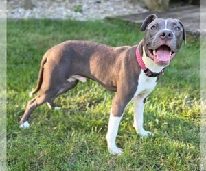 American Pit Bull Terrier-Unknown Mix Dogs for adoption in Germantown, OH, USA