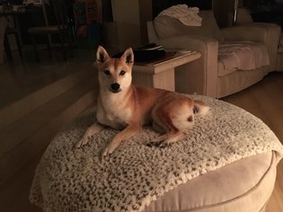 Shiba Inu Dogs for adoption in Austin, TX, USA