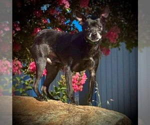 Chihuahua-Unknown Mix Dogs for adoption in San Andreas, CA, USA
