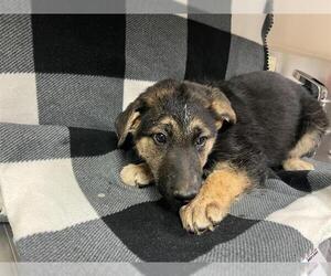 German Shepherd Dog Dogs for adoption in HESPERIA, CA, USA
