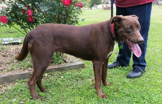 Mutt Dogs for adoption in Rayville, LA, USA