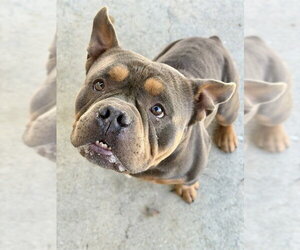 Mutt Dogs for adoption in Fremont, CA, USA