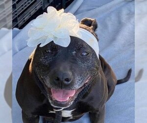 American Pit Bull Terrier Dogs for adoption in San Pablo, CA, USA