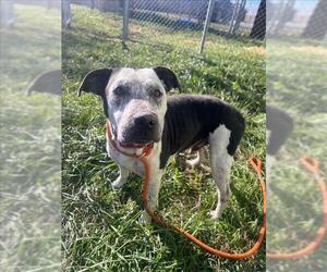 American Pit Bull Terrier-Unknown Mix Dogs for adoption in Louisville, KY, USA