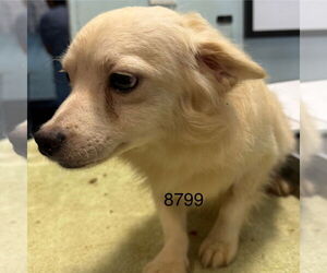 Maltipom Dogs for adoption in Chico, CA, USA