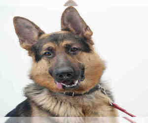 German Shepherd Dog Dogs for adoption in Vaughan, Ontario, Canada