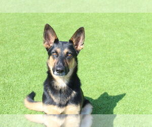 German Shepherd Dog-Unknown Mix Dogs for adoption in Chestertown, MD, USA