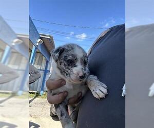 Labrador Retriever-Unknown Mix Dogs for adoption in Houston, TX, USA
