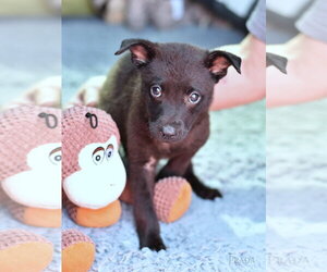 Dachshund-Unknown Mix Dogs for adoption in The Woodlands, TX, USA
