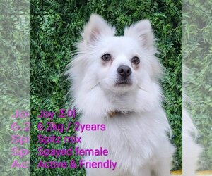 Pomeranian-pomeranian spitz Mix Dogs for adoption in Agoura Hills, CA, USA